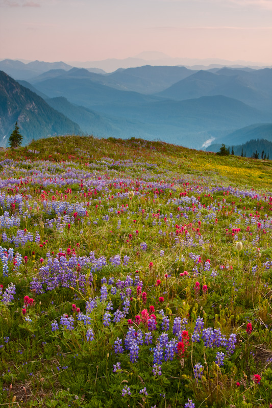 Wildflowers And Mount Saint Helens